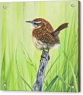 Carolina Wren Acrylic Print