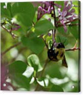 Carpenter Bee In Lilacs Acrylic Print