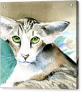 Casey Oriental Cat Painting Acrylic Print