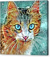 Cat 685 Turquoise Orange Acrylic Print