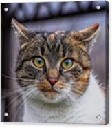 Cat Suprised Face. Cat Looks At Camera. Colorful Kitten Standing On Wooden Parapet And Looks Into Garden. She Watch Something. Domestic Moggie On Watch Acrylic Print