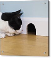 Cat Waiting By Mouse Hole Acrylic Print