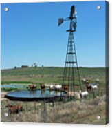 Cattle Oil And Water Acrylic Print