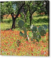Catus In Hill Country Flowers Acrylic Print