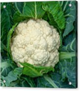 Cauliflower Grows In Organic Soil In The Garden On The Vegetable Area. Cauliflower Head In Natural Conditions, Close-up Acrylic Print