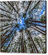 Ccc Pines Lookup Acrylic Print