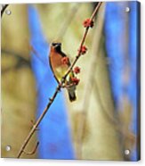 Cedar Waxwing In Spring Maple Tree Acrylic Print