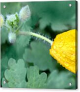 Celandine Poppy Acrylic Print