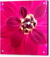 Centre Stage Pink Acrylic Print
