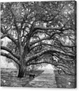 Century Tree 2 In Black And White Acrylic Print