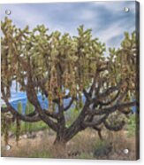 Chained-fruit Cholla Acrylic Print