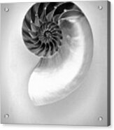 Chambered Nautilus Shell In Monochrome Acrylic Print