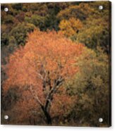 Changing Of The Seasons Acrylic Print