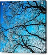 Chaotic System Of Ice Covered Tree Branches With Blue Sky Acrylic Print