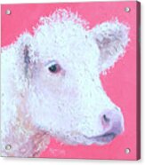 Charolais Calf, Rosie Acrylic Print