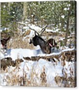 Chase With Shed Antler Acrylic Print