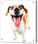 Cheerful Smiling Dog Acrylic Print