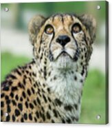 Cheetah Caught In An Upward Gaze Acrylic Print