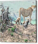 Cheetah Mound Acrylic Print