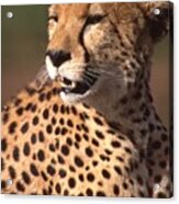 Cheetah Profile Acrylic Print