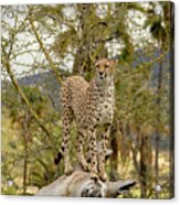 Cheetah Standing And Looking For Prey. Acrylic Print