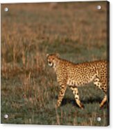 Cheetah Walking Through Grasslands , Kenya , Africa Acrylic Print