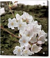 Cherry Blossoms 5 Acrylic Print