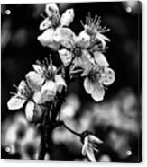 Cherry Blossoms Bw Acrylic Print