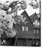 Cherry Blossoms In Front Of The Salem Witch House Salem Ma Black And White Acrylic Print