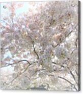 Cherry Blossoms Dreaming Acrylic Print
