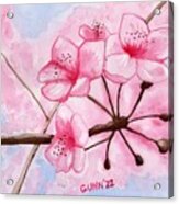 Cherry Blossoms Of Spring Acrylic Print