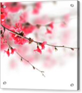 Cherry Blossoms On White Acrylic Print