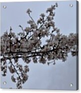 Cherry Blossoms Tree Branch Acrylic Print