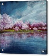 Cherry Tree Spring Reflection Acrylic Print