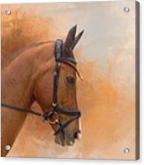 Chestnut Dressage Horse 01 Acrylic Print