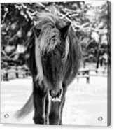 Chestnut Horse In Snowy Winter Landscape - Black And White Acrylic Print