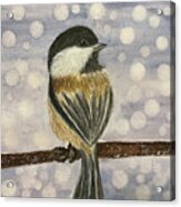 Chickadee In Snow Acrylic Print