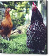 Chickens In The Yard Acrylic Print