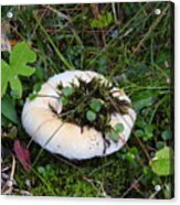 Chilcotin Forest Mushroom Garden Acrylic Print