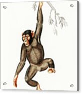 Chimpanzee #1 Acrylic Print