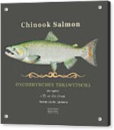 Chinook Salmon Oncorhynchus Tshawytscha Acrylic Print