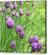 Chive Flowers Acrylic Print