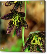 Trio Of Chocolate Orchids Acrylic Print