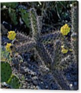 Cholla Cactus Blossoms Acrylic Print
