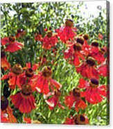 Chorley. Red  Helenium Flowers. Acrylic Print