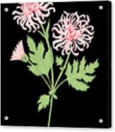 Chrysanthemum November Birth Month Flower Botanical Print On Black - Art By Jen Montgomery Acrylic Print
