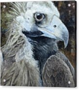 Cinereous Vulture Portrait Acrylic Print