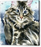 Clancy Fluffy Cat Painting Acrylic Print