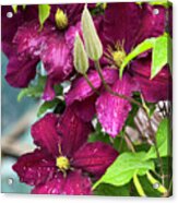 Clematis In The Rain Acrylic Print