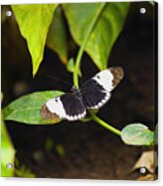 Close-up Of A Cydno Longwing (heliconius Cydno) Butterfly On A Stem Acrylic Print